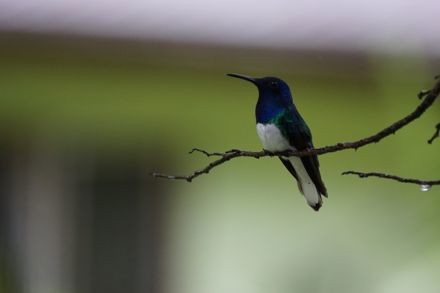 Tao Hernandez Arellano