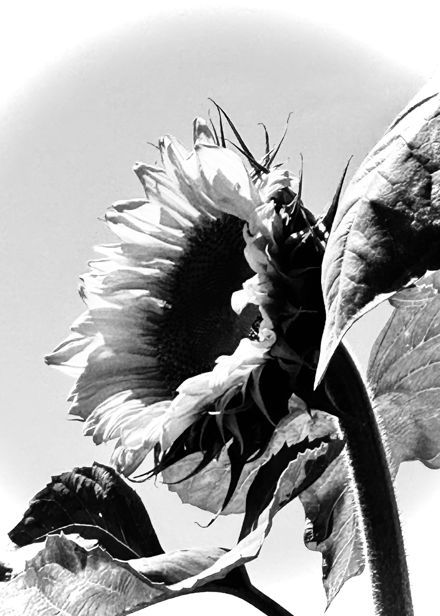 Cynthia Howell