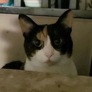 Pandi Campa