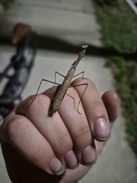 Kodi Simison