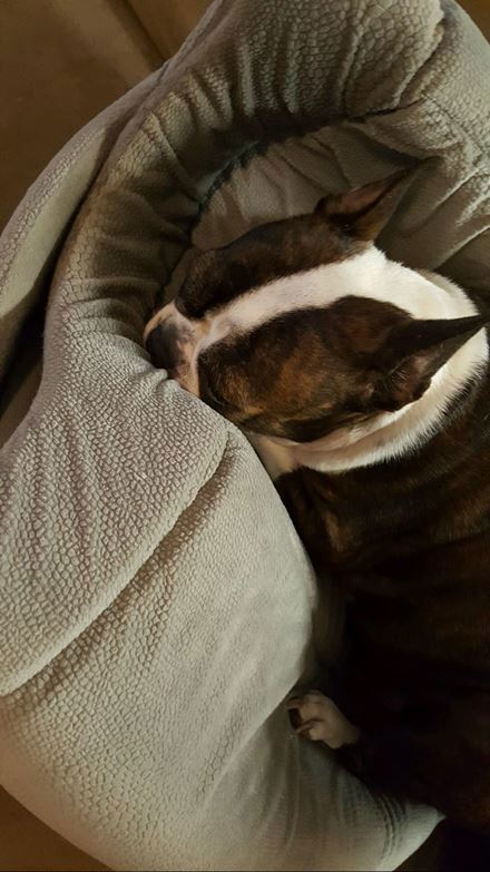 Shahla Nadem- Mollaei