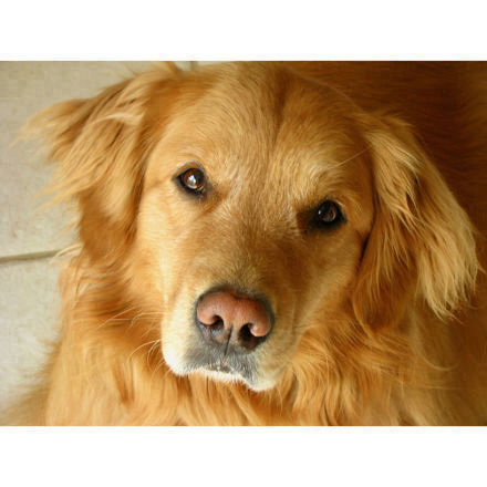 Margaret Seidenberg-Ellis