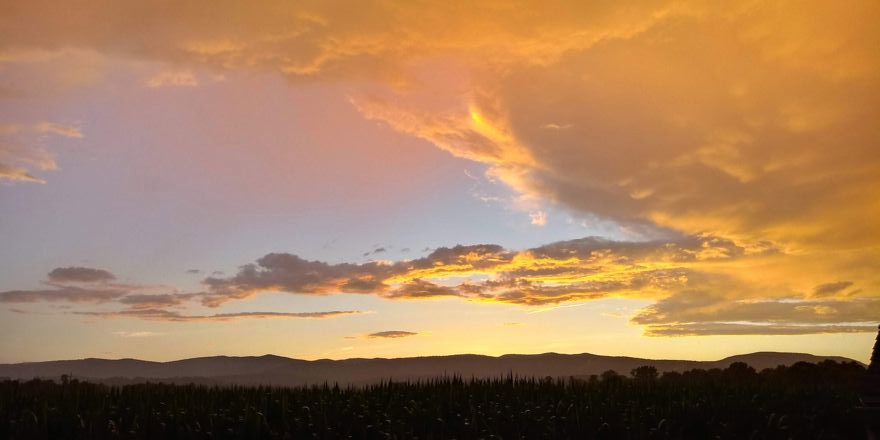 Flint Reese