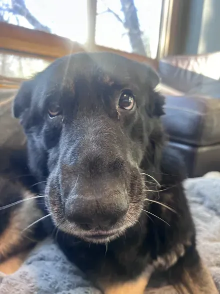 Bruno