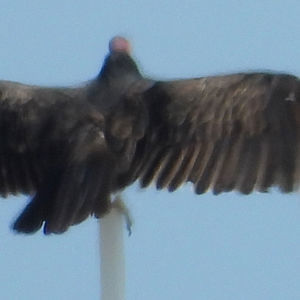 Ride image