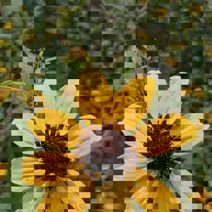Ride image