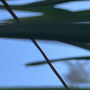 Ride image
