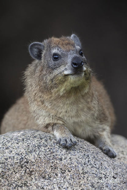 Hyrax Rollers