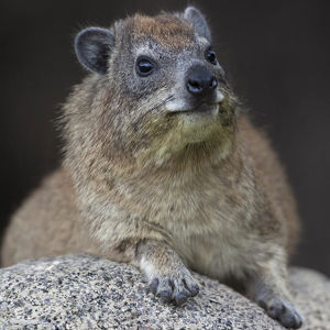 Hyrax Rollers