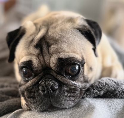 Team Pug