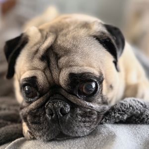 Team Pug