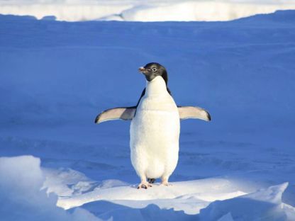 Penguin Wobble