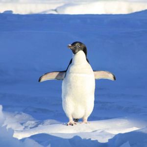 Penguin Wobble