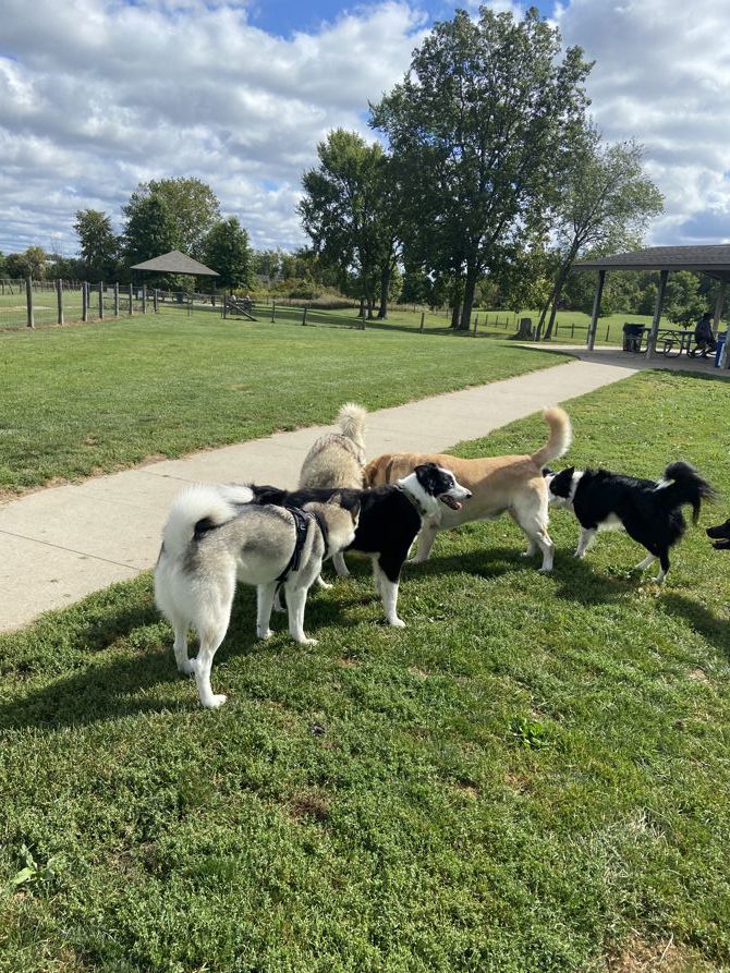 Lunchtime Dog Park ride