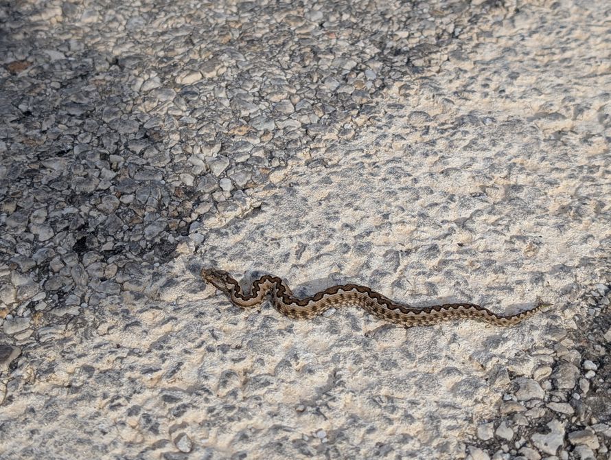 Picture of the snake