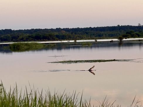 Alligators, wild pigs, ducks, and reflections!
