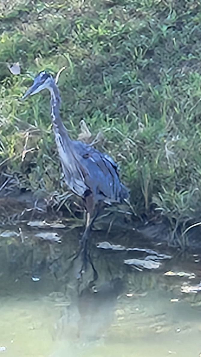 Blue Heron Ride