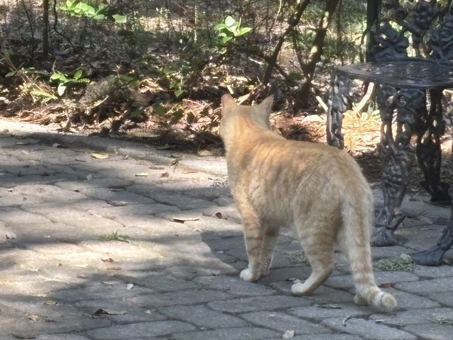 All About Cats