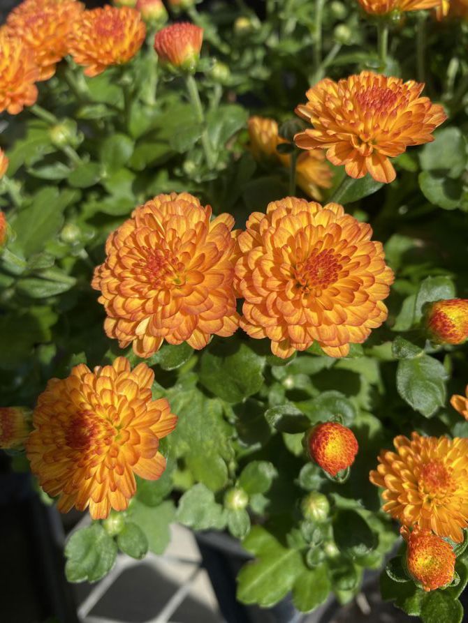 Did a 10.48 mile ride today