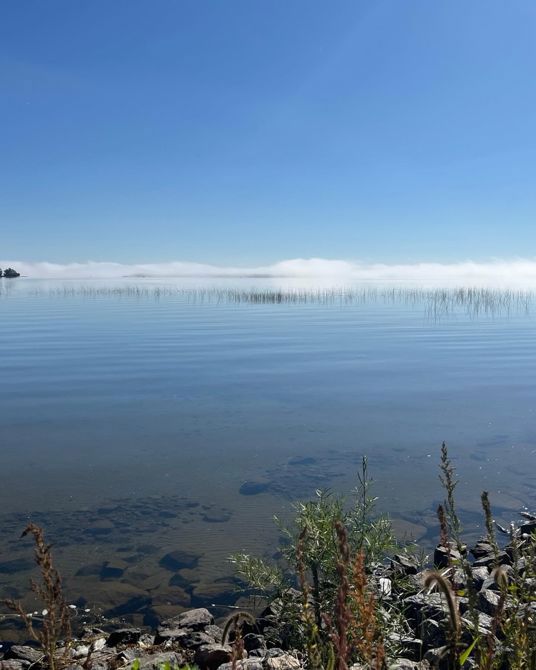 Dove to Resort to White birch and home