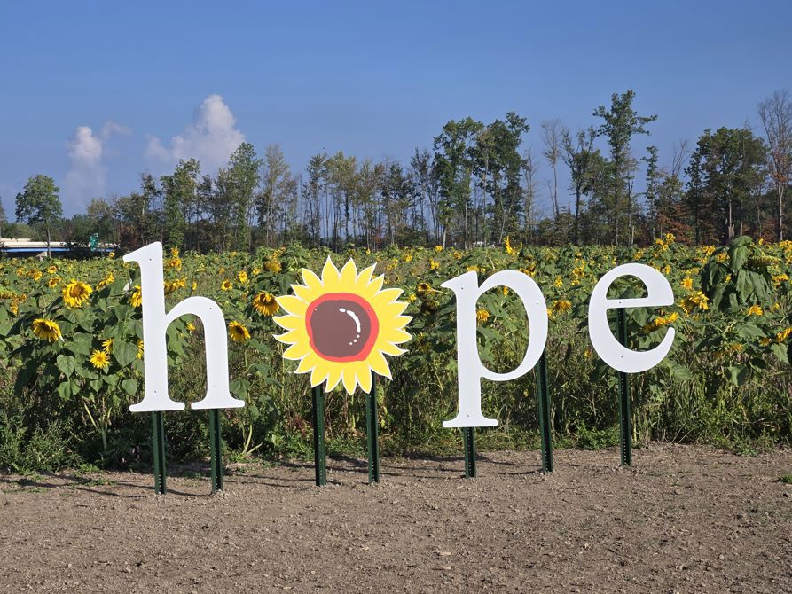 Sunflower 🌻 field Avon