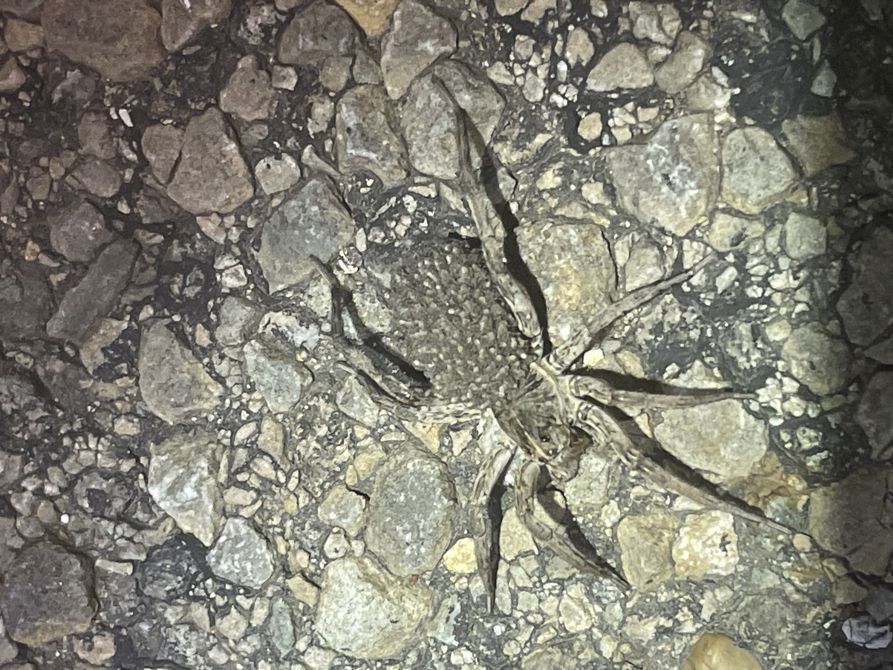 Glowing eyes at night!