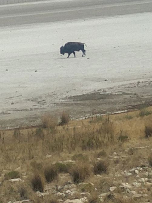 Trip to antelope island