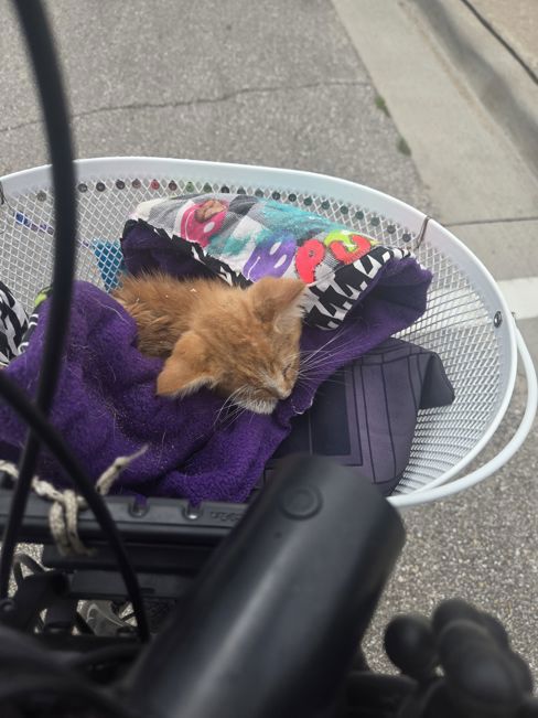DO NOT DITCH PETS ON THE ROAD!