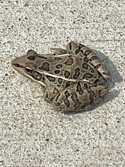 Had to save this little frog! He was on the busy trail!
