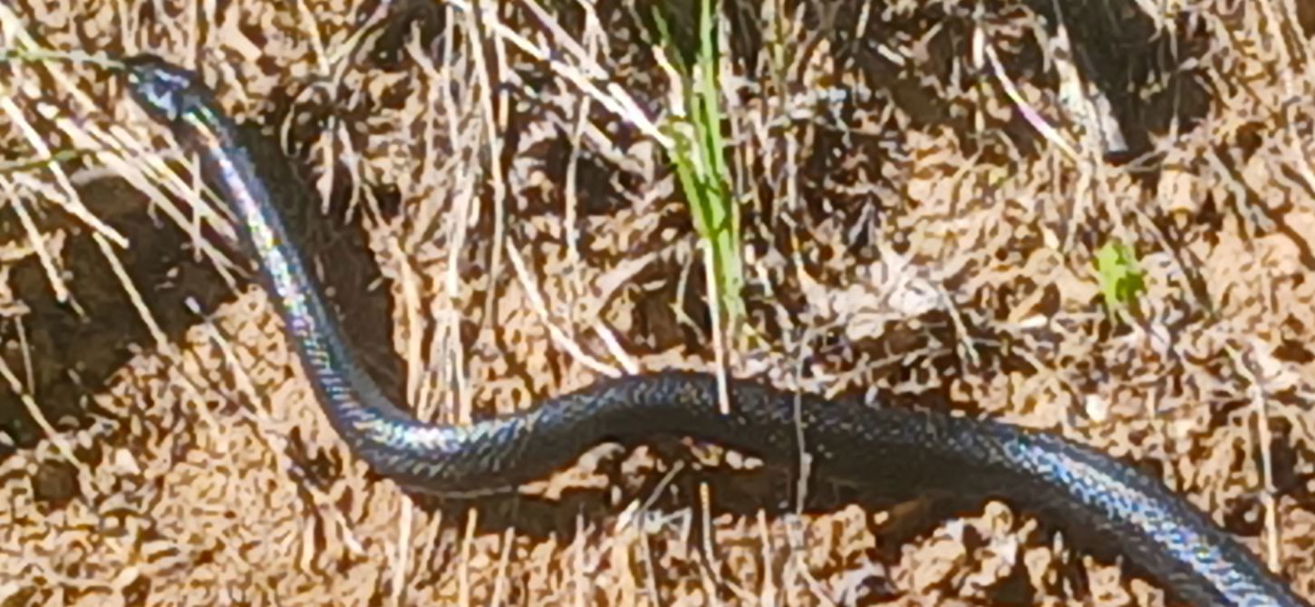 Another really long black snake
